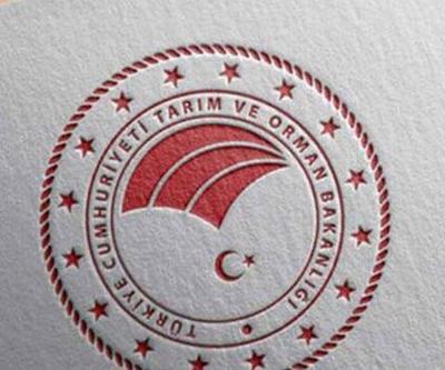 Bakanlıktan, tepki çeken zeytin tankında sepetleme görüntüsüne inceleme