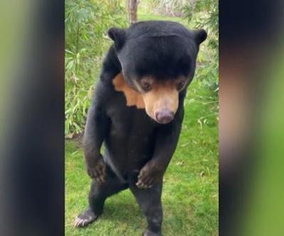 İngiltere, Çin’de başlayan ‘insan ayı’ tartışmalarına katıldı