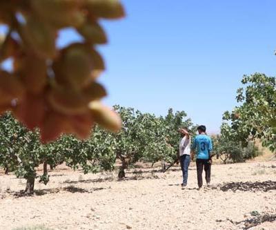 Yeşil altın nöbeti: Günlük ücret 1000 TL