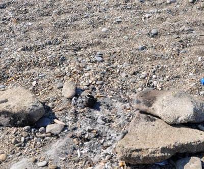 Caretta caretta yuvası üzerinde mangal yaktılar