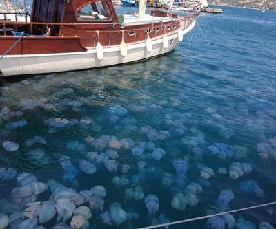 İzmir Foçada denizanası istilası