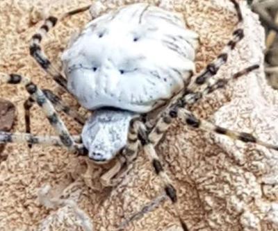 Malatyada argiope lobata paniği