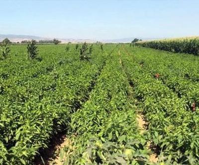 Çiftçilerden zarar ediyoruz isyanı: Tarlada 5, pazarda 35 lira