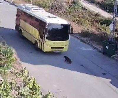 İETT otobüsü sokak köpeğini ezdi