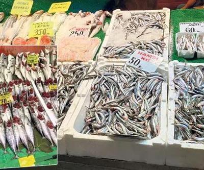 Yeni sezonda da palamut bolluğu var Tezgahlarda hamsi 50 liraya indi