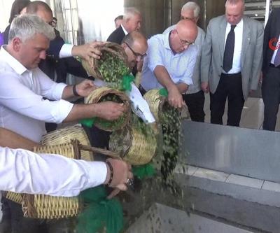 Balıkesirde zeytin hasadı başladı