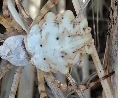 Dünyanın en zehirlisi Sinir hücrelerini bitiriyor: Bu kez Sivasta ortaya çıktı...