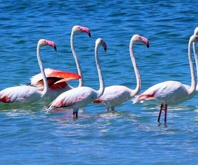 Flamingolar kuruma tehlikesi bulunan Burdur Gölünde