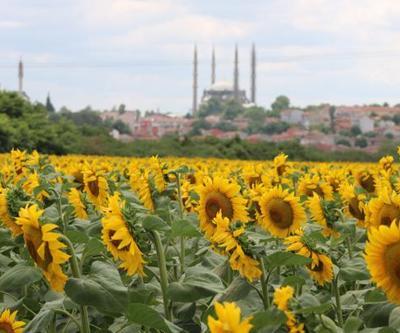 Aşırı sıcaklar ve kuraklık ayçiçeğini vurdu