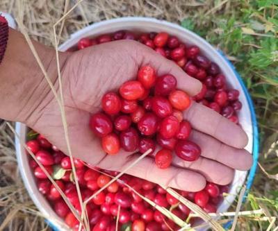 1 ay içinde 8-10 kilo verdirebilir A, C, E ve K vitaminlerini barındırıyor En çok Yalova, Bursa ve Malatya çevresinde yetişiyor Zayıflatan meyve