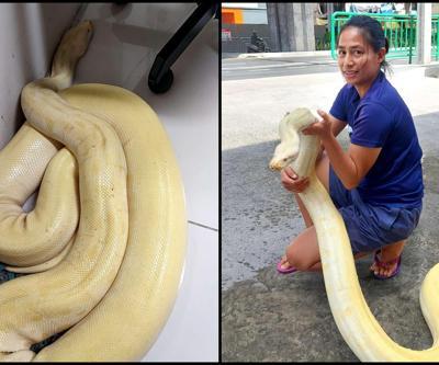 Sokakta yılan paniği: 4 metrelik albino piton, geceyi ekiplerin odasında geçirdi.