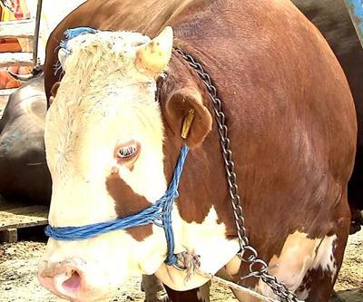 Artan et fiyatına karşı ithalat hamlesi