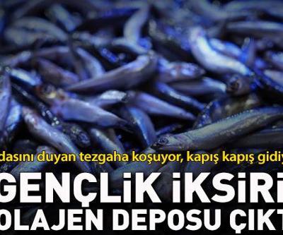 Gençlik iksiri kolajen deposu çıktı Faydasını duyan tezgaha koşuyor, kapış kapış gidiyor