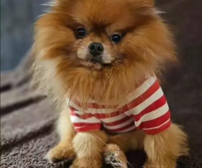 Seren Serengilin köpeği Noynoy hayatını kaybetti