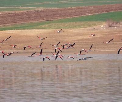 Flamingo akını bozkırı renklendirdi