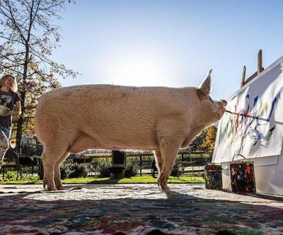 Ressam domuz ‘Pigcasso’ hayatını kaybetti