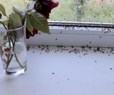 Bildiğiniz tüm yöntemleri unutun Karıncalardan kurtulmanın en basit yolu Bu kokudan resmen kaçıyorlar