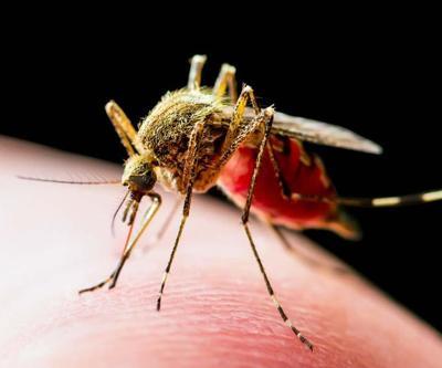Uzman isim uyardı: “Sivrisinek salgın hastalıklara yol açabilir”