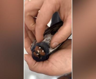Dakikalarca kalp masajı yapılan kuş hayata döndürüldü