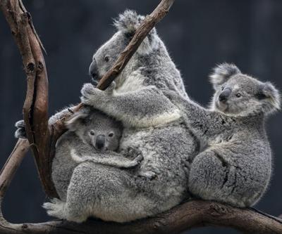 Uykucu Canlılar: En Çok Uyuyan Hayvanlar Ve Uyku Süreleri
