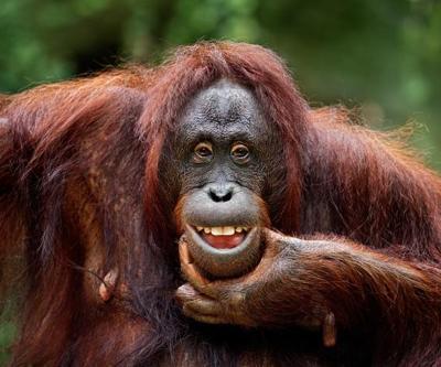 Orangutan diplomasisi Planın merkezinde palm yağı var...