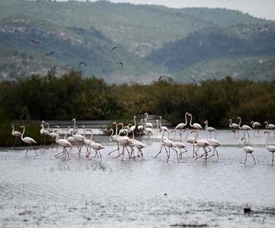 Flamingolardan görsel şölen