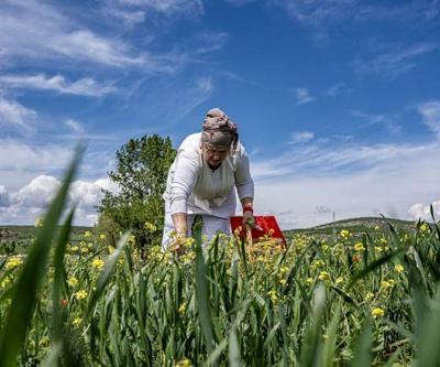 Oğlunun ölümüyle kendini doğaya verdi: 41 çeşit çiçekten hazırlıyor, şifası saymakla bitmiyor