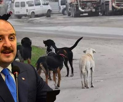 Mustafa Varanktan başıboş sokak köpekleriyle  ilgili açıklama