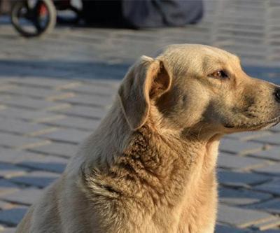Sokak köpeklerini ‘uyutma’ hazırlığına karşı öneri: Kısırlaşsın yaşasın