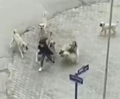 Sokak köpekleri kamuoyu araştırması sonuçları açıklandı