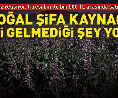 Susuz yetişiyor, doğal şifa kaynaklarından biri... Geçmeyen boğaz ağrısından sindirim problemlerine iyi gelmediği şey yok