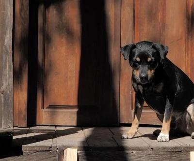 Saldırgan sokak köpekleri düzenlemesi çalışmaları devam ediyor