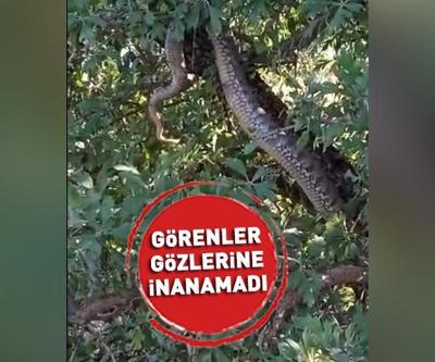 Elazığda 4 metrelik devasa yılan görüntülendi