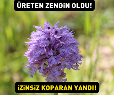 Değeri altınla ölçülüyor İzinsiz toplamanın cezası ise yüz binlerce lira