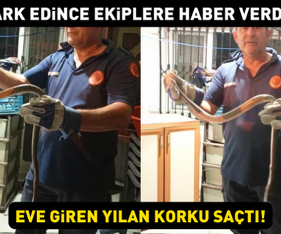 Eve giren yılan korku saçtı