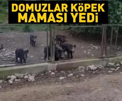 Yaban domuzları İstanbula indi