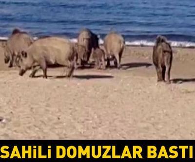 Domuz sürüsü plaja indi, turistler neye uğradığını şaşırdı