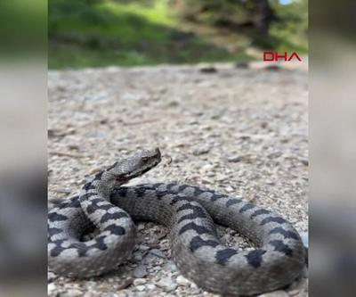 Boluda zehirli boynuzlu engerek yılanı görüldü