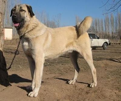 Kangal Köpeği Özellikleri Nelerdir Kangal Köpeği Bakımı Nasıl Yapılır