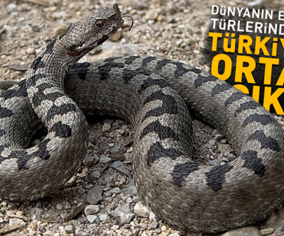 O ilde yaşayanlar dikkat Dünyanın en zehirli türlerinden biri