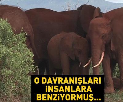 Filler hakkında çarpıcı keşif O davranışları insanlara benziyormuş...