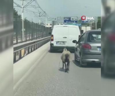 Bursada firar eden koyun trafiği alt üst etti