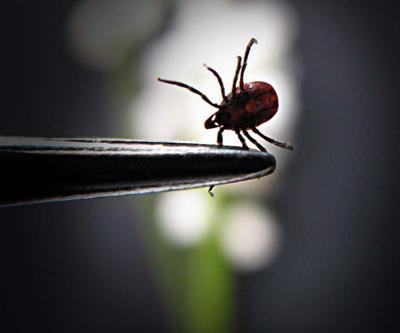 Doğu Karadenizde kenede bu yaz korkulan olmadı