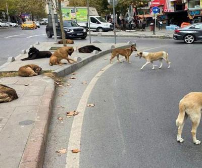 HABER... Başıboş köpek düzenlemesi Mecliste