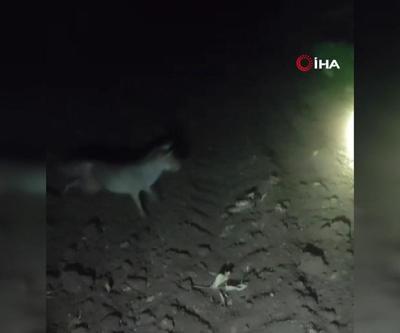 Tilki ile yılanın yaşam savaşı kamerada