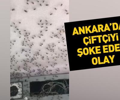 Traktörün içine giren binlerce sinek çiftçiyi şoke etti