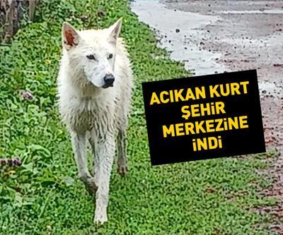 Tedirginliğe neden oldu: Acıkan kurt şehir merkezine indi | Video Haber