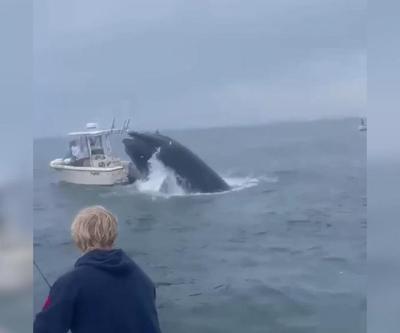 Video Haber | Dev balinadan mucize kurtuluş