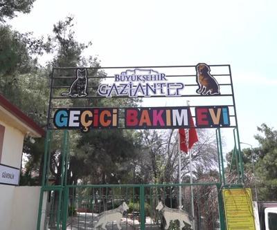 Video Haber | Gaziantep’te köpek sorununa örnek çözüm
