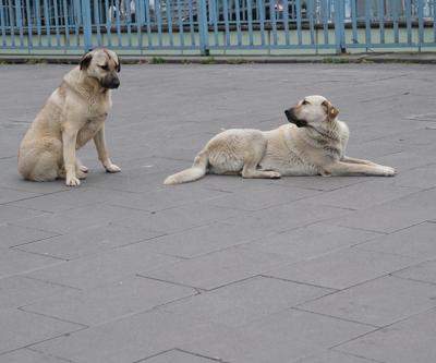 Düzce Belediye Başkanından sokak köpeği önerisi | Video Haber
